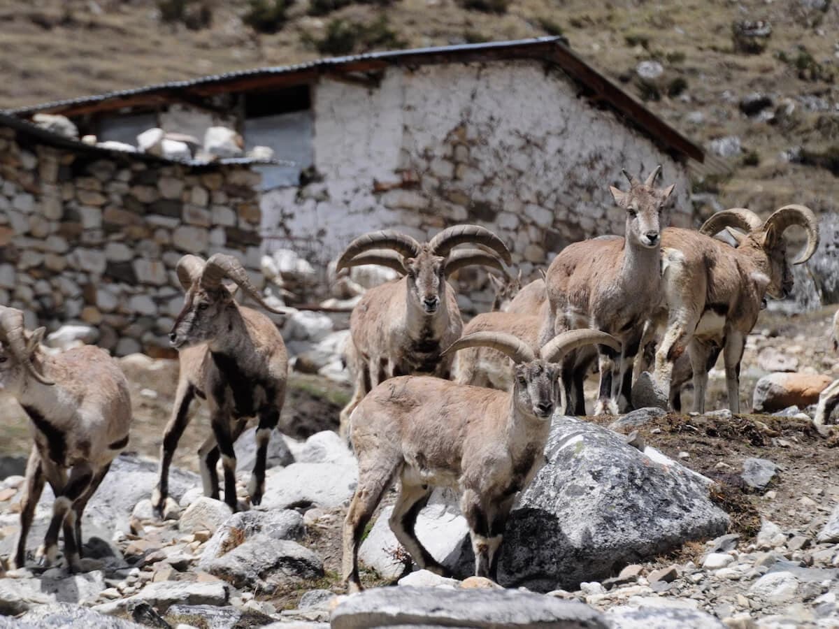 Mountain Goat at Manaslu Circuit Trek