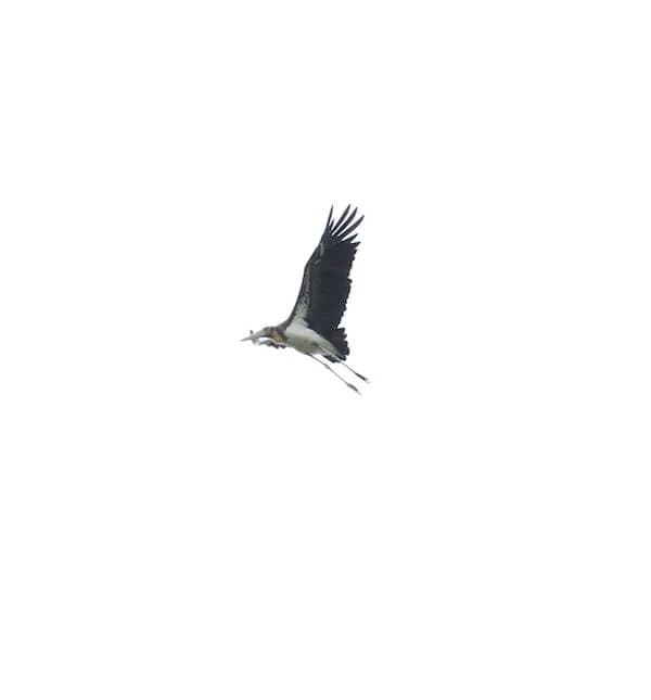 Bird Flying